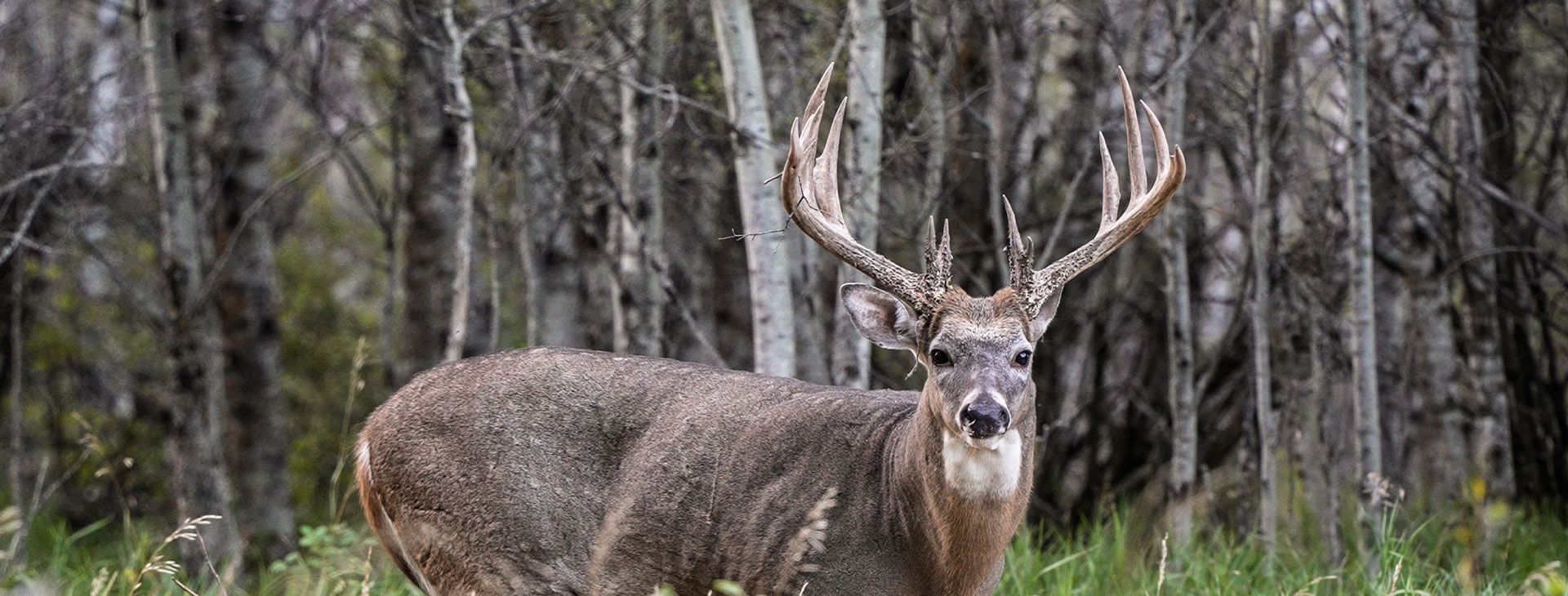 Canadian Whitetail