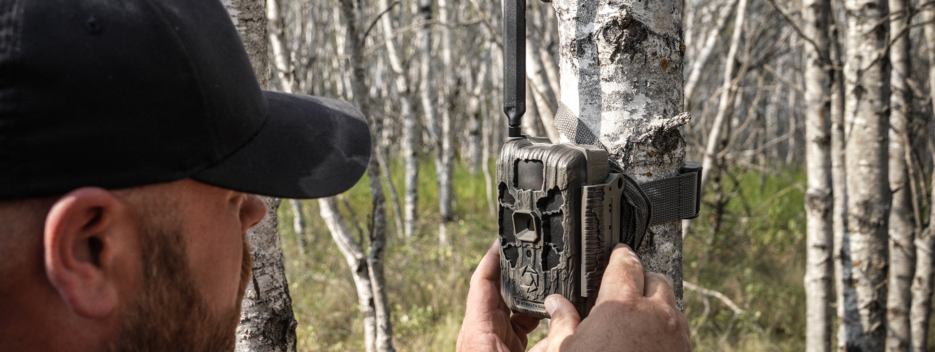 Canadian Whitetail