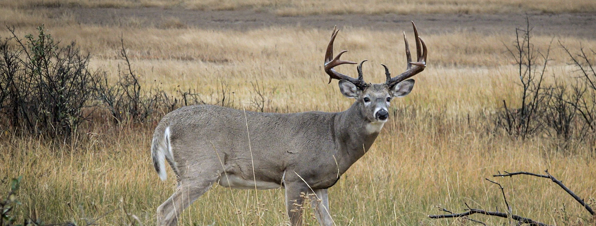 Canadian Whitetail