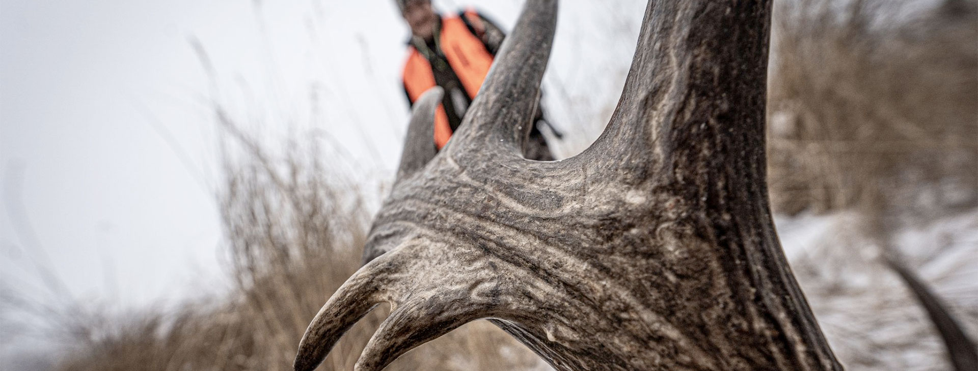 Canadian Whitetail